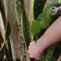 طوطی ارا هانس نرمه خور کاسکو کاکادو طوطی ارا|پرنده|تهران, جیحون|دیوار