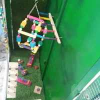 قفس بازی پرنده