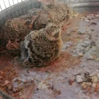 4 عدد جوجه سهره خاکی