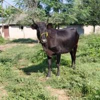 گاو دورگ با گوساله ماده