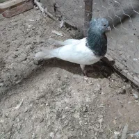 طوقی وکله ی|پرنده|نرماشیر, |دیوار