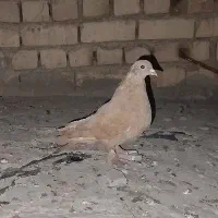 ماده زرد پرپا