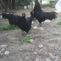 حراج مرغ و خروس آیام سمانی|حیوانات مزرعه|لاهیجان, لیل|دیوار