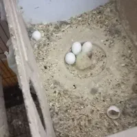 عروس هلندی|پرنده|فولادشهر, مسکن مهر فولادشهر|دیوار