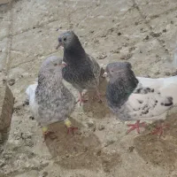 چندتا کفتر پرشی جفتگاه