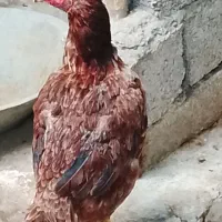 لاری تخم گذار