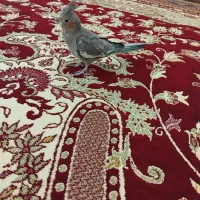 عروس هلندی ماده