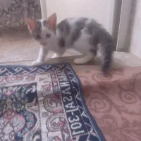 واگذاری
