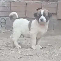 توله الابای اصیل سگ|سگ|تهران, تهرانپارس شرقی|دیوار