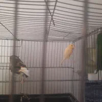 جفت قناری تخم گذار|پرنده|سردشت, |دیوار