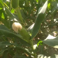 ذرت علوفه ای دانه دار|عمده‌فروشی|راهگان, |دیوار