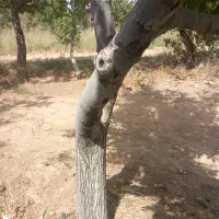 چوب گردو