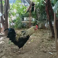 مرغ و خروس زینتی