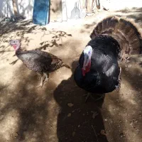 بوقلمون نر و ماده و نیمچه