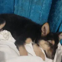 سگ ژرمن