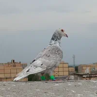 رنگه سار دم سفید سینه کله