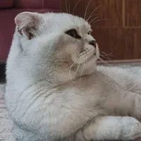 گربه نر اسکاتیش فولد سیلور کد ns11|گربه|کرج, گلشهر|دیوار