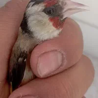 سهره