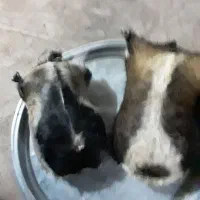 خیگ