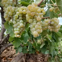 انگور چفته  مخصوص شیره