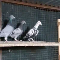 پلاکی و رنگی