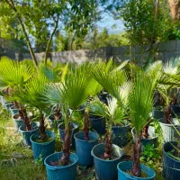 فقط اومدم بگم اگه پالم‌ میخای بهترینشو ما داریم