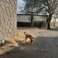 مالینیویز رایگان|سگ|تبریز, |دیوار