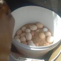 تخم‌مرغ محلی فروشی