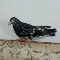 کبوتر