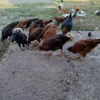 فروش جوجه مرغ