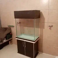 اکواریوم ماهی|ماهی|شیراز, تاچارا|دیوار
