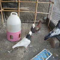 فروش یک جفت جوجه کبوتر طوقی|پرنده|پیر بکران, |دیوار