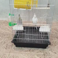 عروس هلندی معاوضه با سهره