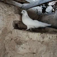 کبوتر|پرنده|زالیان, |دیوار