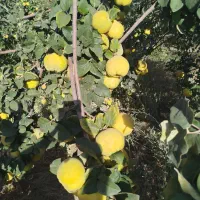 به سر درخت .میوه به تو با غ رو درخت حدود ۵ الی۶تن