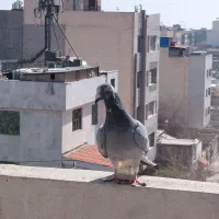 کبوتر سبز پلنگ