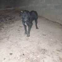 سگ گله جنوری آدمی همچی ب شرط|سگ|اصفهان, دانشگاه افسری امیرالمومنین|دیوار