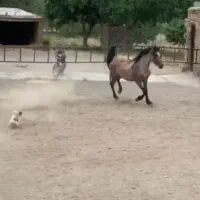 جهت واگذاری هر عزیزی خواست اطلاع بده