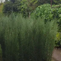 سرو شیراز نایلکسی،لاوسون سطل3شمشادزمینی