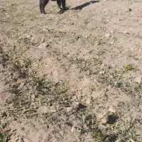 توله لاس قدرحونی