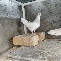 کفتر|پرنده|قم, قلعه کامکار|دیوار