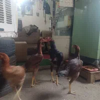خروس و مرغ لاری اصیل نژاد دار