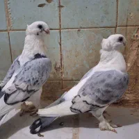 جفت کبوتر بلژیکی با جوجه