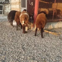 چهارراس نر افشار