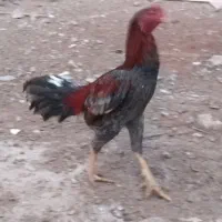 فروش یک عدد خروس لاری