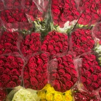 جشنواره رز هلندی بدونه واسطه ازگلخانه|گل و گیاه طبیعی|تهران, آهنگ|دیوار