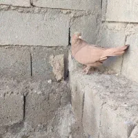 زرد|پرنده|میاندوآب, |دیوار