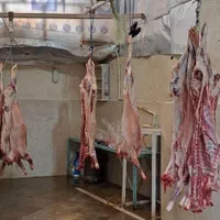 گوسفند اصیل کوهستان کم دنبه کم چربی تضمینی+خونی|حیوانات مزرعه|مشهد, توس (بلوار توس)|دیوار
