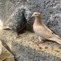 هفترنگ و کرم کاکل