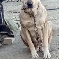 واگذاری|سگ|ملایر, |دیوار